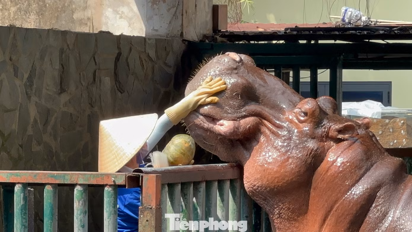 Bất ngờ nhất là du khách còn được thấy hà mã được chăm sóc răng miệng. Những chú hà mã to lớn lại như "em bé" khi được nhân viên Thảo Cầm Viên vuốt ve, đánh răng trước khi cho ăn.