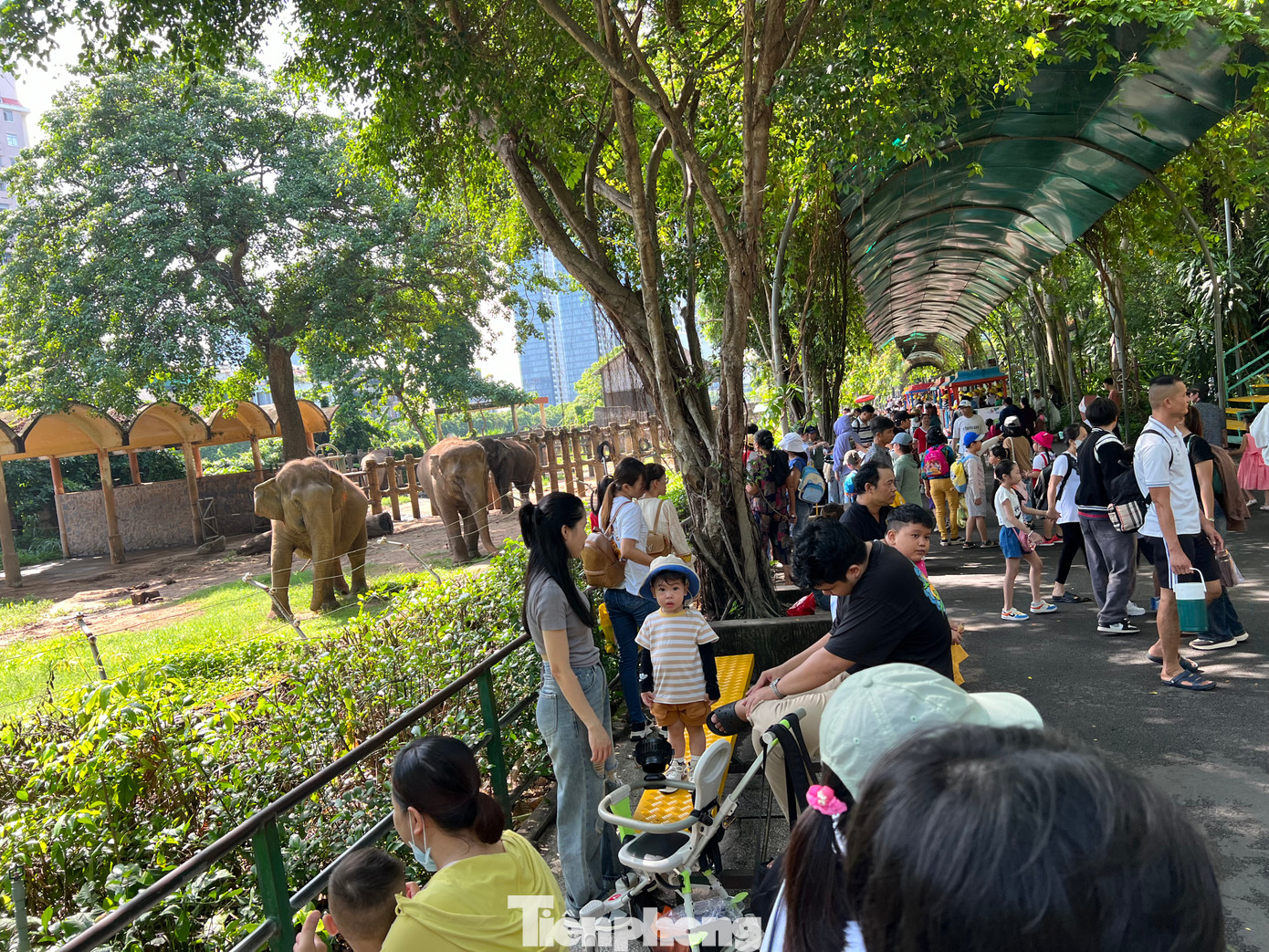 Trẻ em thích nhất được thăm các bạn voi, hươu, nai... Khu vực này luôn chật kín khách.