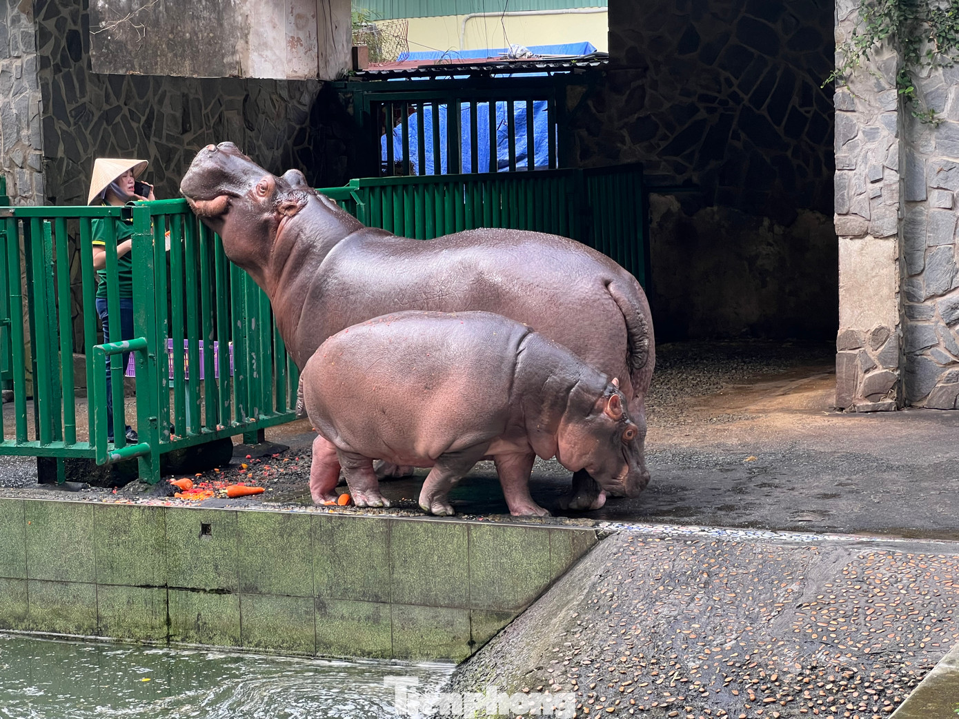 Hà mã Ca chào đời ngày 3/8/2023 tại Thảo cầm viên Sài Gòn. Ca sinh ra bởi hà mã mẹ Bo và hà mã cha Chia. Ca còn hai người anh, trong đó anh cả hiện sống ở Đầm Sen và anh hai Hột Mít. Ca rất thích theo ba đi dạo và ăn dưa hấu, bí đỏ, cà rốt...