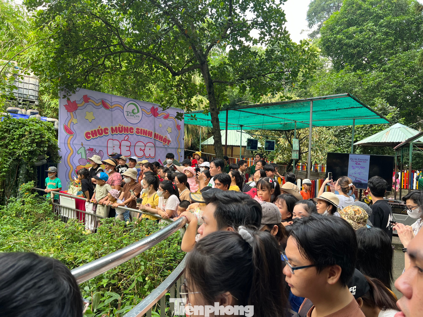 Rất đông du khách đến Thảo cầm viên chơi và bất ngờ được mời dự sinh nhật của bé hà mã Ca. Mọi người đều tỏ ra thích thú và chờ đợi chú hà mã con nặng gần 1 tạ vô cùng đáng yêu.