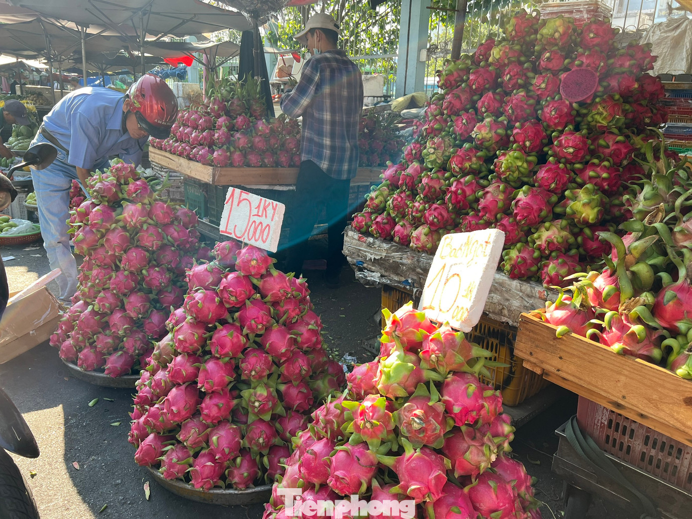 Thanh long ruột đỏ, trái to chỉ 15.000 đồng/kg