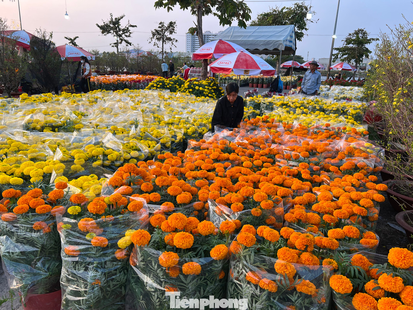 Chỉ 60.000 đồng/chậu hoa mai đặc nụ, 50.000 đồng/3 chậu vạn thọ… và còn nhiều loại hoa khoe sắc khác nhưng giá chỉ từ 20.000 – 30.000 đồng/chậu đang được bày bán tại chợ hoa xuân Bình Điền (quận 8, TPHCM).