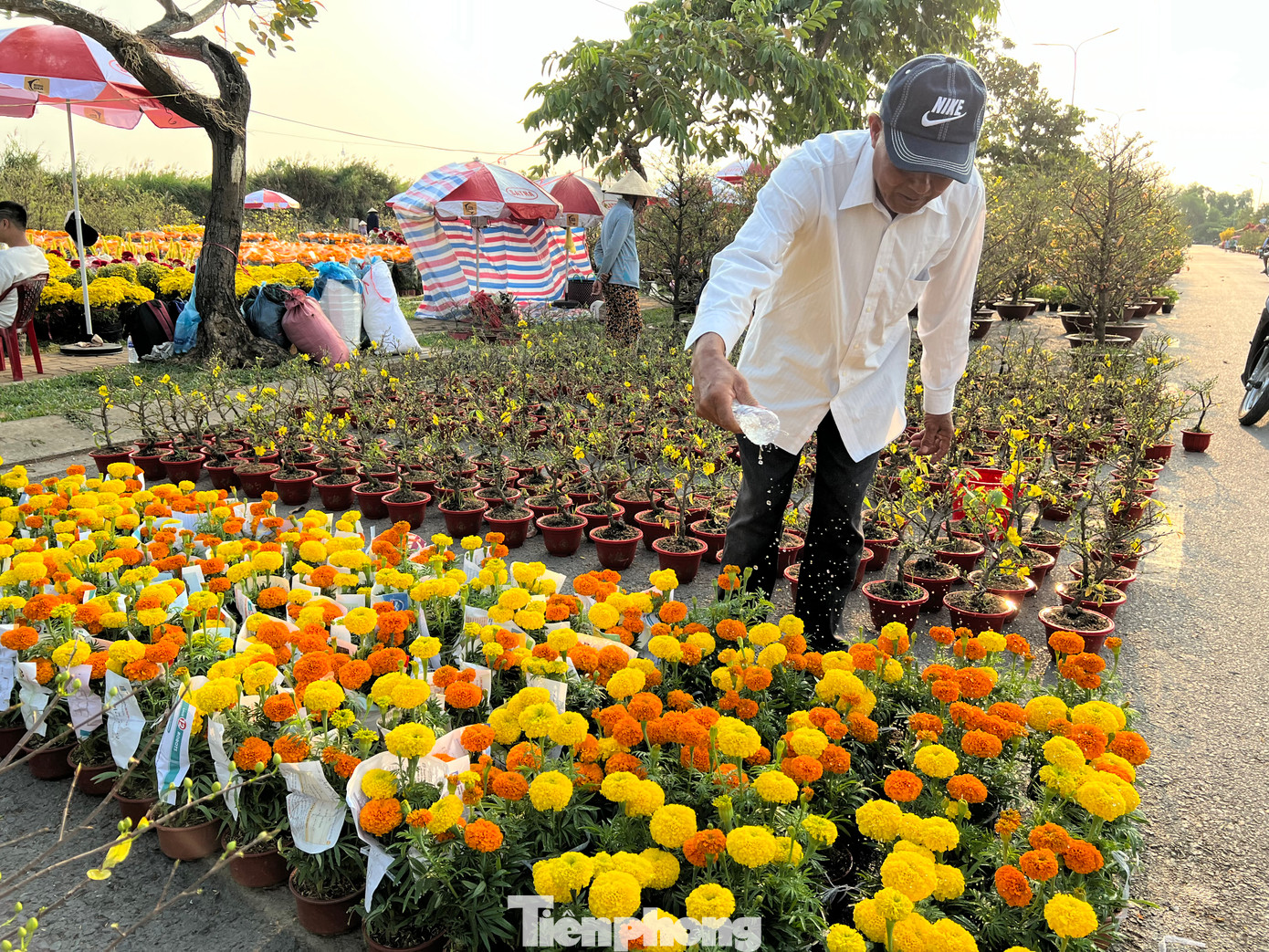 Hoa vạn thọ chơi Tết có giá chỉ bằng ly cà phê.