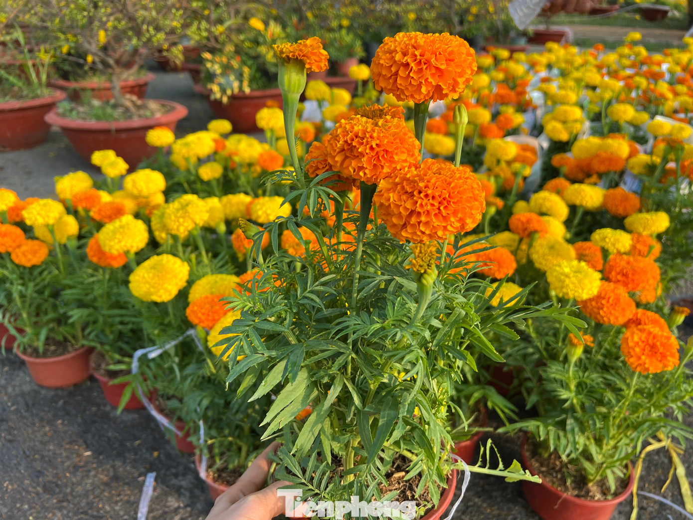 Những chậu hoa vạn thọ chỉ có giá 20.000 đồng, thậm chí 50.000 đồng/3 chậu tiểu thương cũng gật đầu.