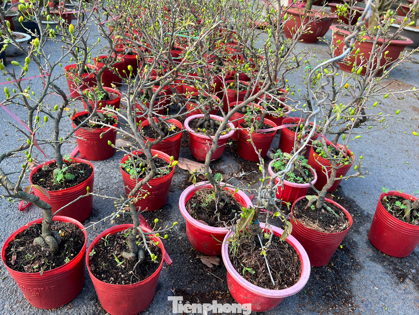 Những chậu mai được chăm sóc cả năm trời, canh ra hoa đúng độ Tết nhưng giá cực rẻ, đồng giá 60.000 đồng/chậu