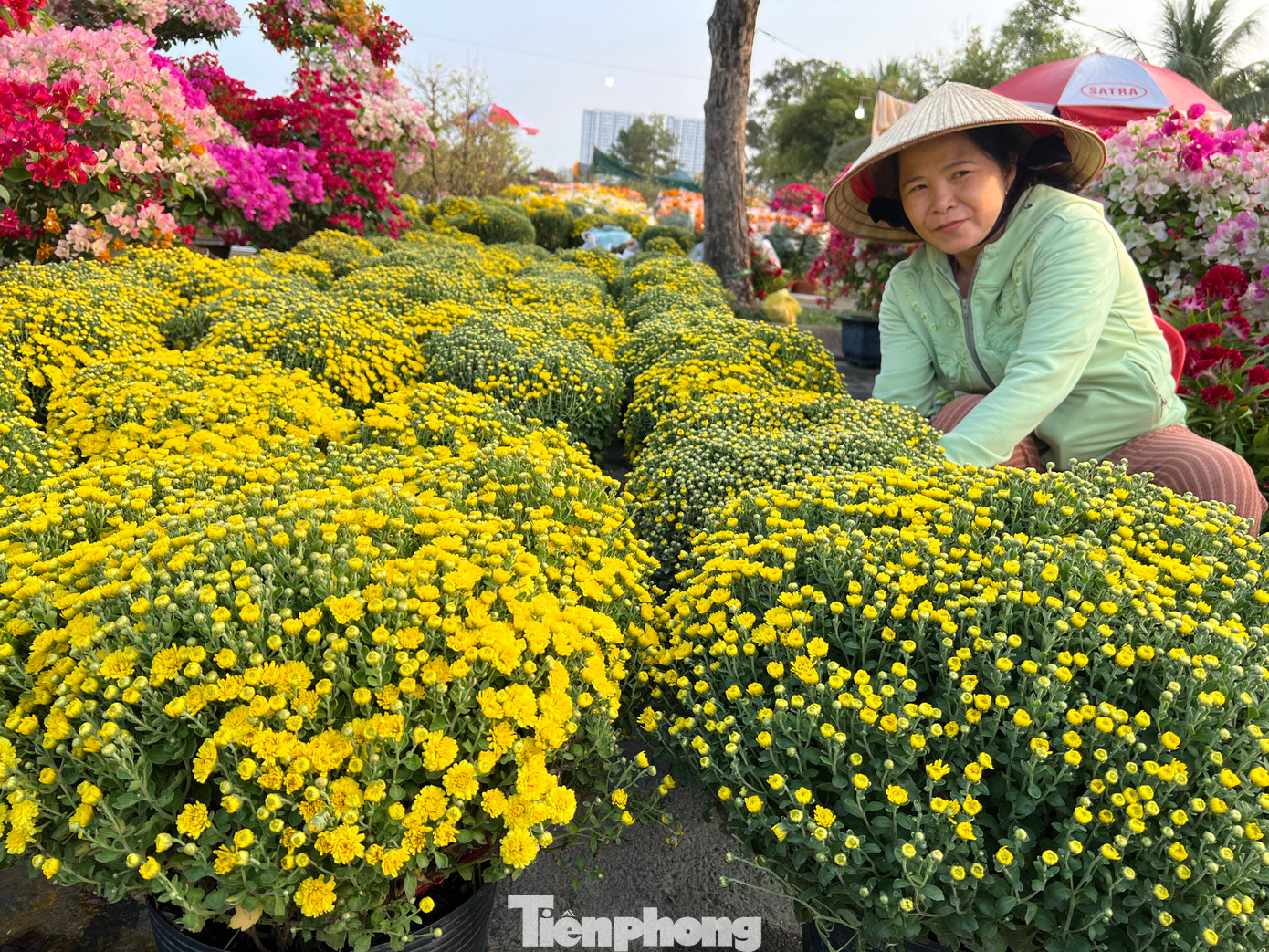 Những chậu cúc to đang được bán với giá 250.000 đồng/cặp. &quot;Hoa mới lên mà có giá này là quá rẻ. Năm nào tôi cũng mua cúc chơi Tết nên biết, giá từ 300.000 - 400.000 đồng/cặp chứ không bao giờ dưới giá đó&quot; - chị Nguyễn Thị Hoa (ngụ huyện Bình Chánh) nói và chọn một cặp cúc đem về nhà chơi Tết.