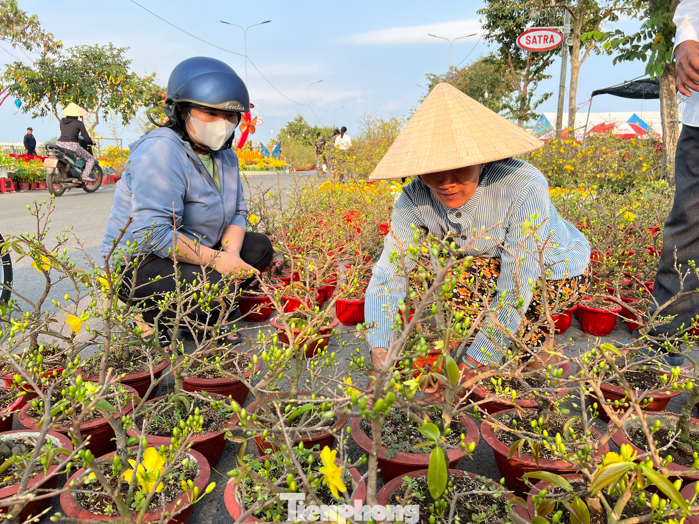 Mai Tết giá 60.000 đồng/chậu, có thể nói chưa nơi nào bán mai Tết giá mềm như tại chợ hoa xuân Bình Điền, đặc biệt giá năm nay còn rẻ hơn năm ngoái.