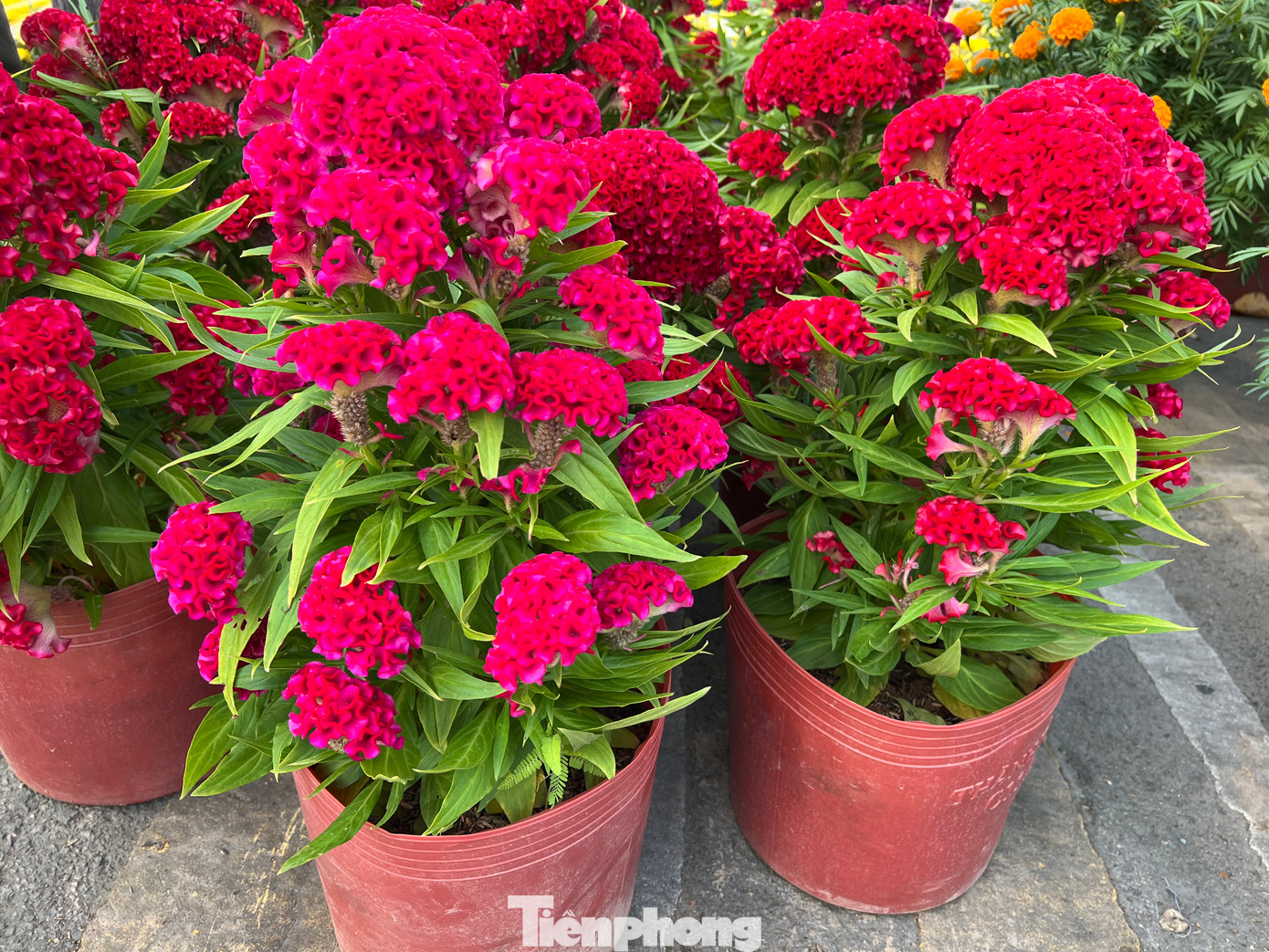 Những chậu mồng gà đỏ thắm, giá 30.000 đồng/chậu