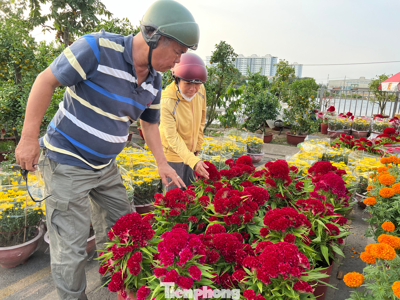Đa số các loại hoa kiểng ở đây đều do nhà vườn ở Bến Tre, Đồng Tháp tự trồng và mang lên thành phố bán trực tiếp chứ không thông qua thương lái nên &quot;bao rẻ, bao đẹp&quot;. Mỗi chậu hoa mồng gà này chỉ có giá 40.000 đồng. Nhiều người tranh thủ mua sắm rất sớm.