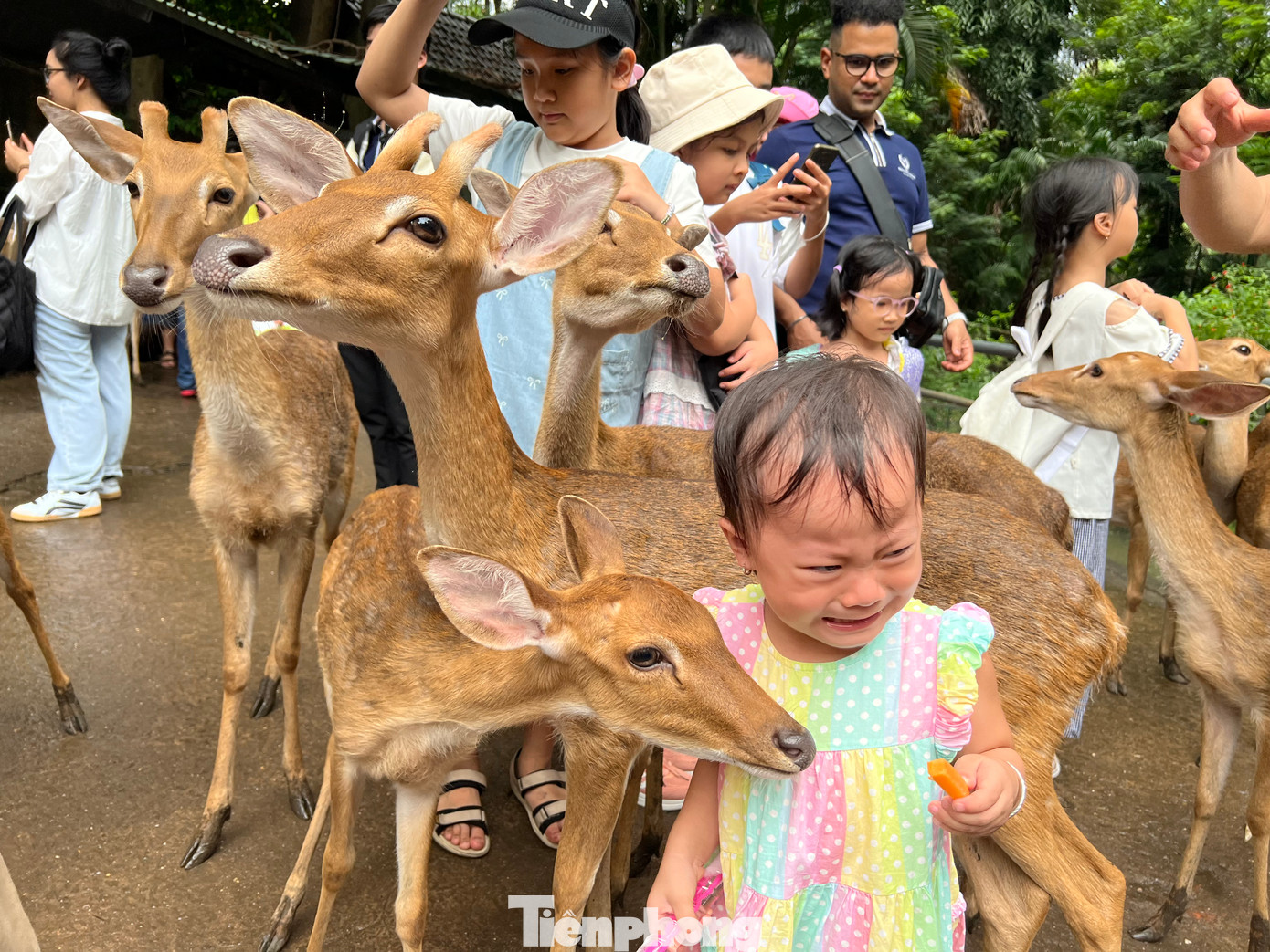 Các bạn nhỏ được thoải mái nựng nịu các bé nai đáng yêu, được tận tay cho thú ăn rau, cà rốt...