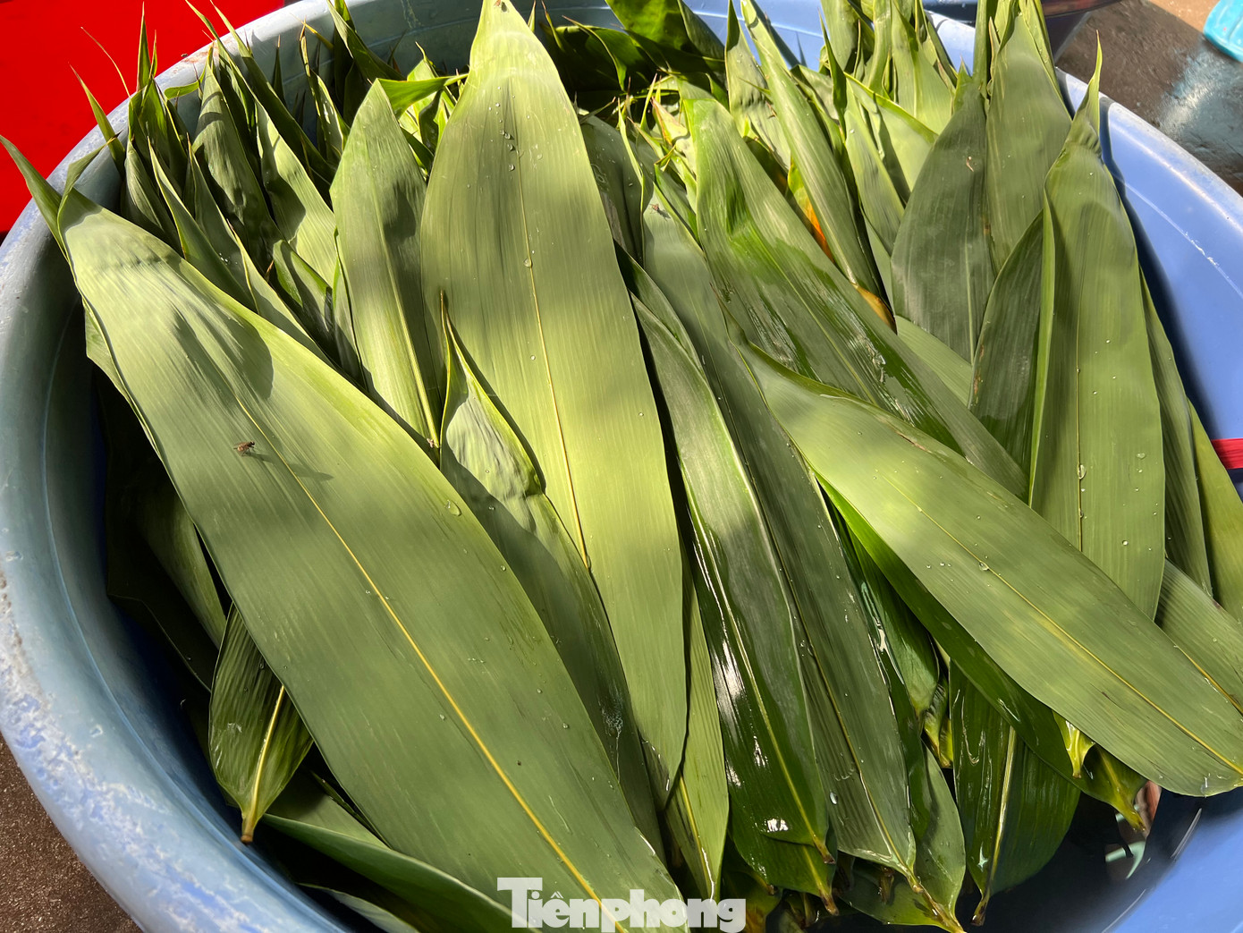 Lá tre được cung cấp chủ yếu từ Tây Ninh, là loại lá to, xanh mượt mới có thể gói được bánh đẹp. Lá sau khi được lặt lựa lá vàng sẽ được rửa sạch trước khi gói bánh.