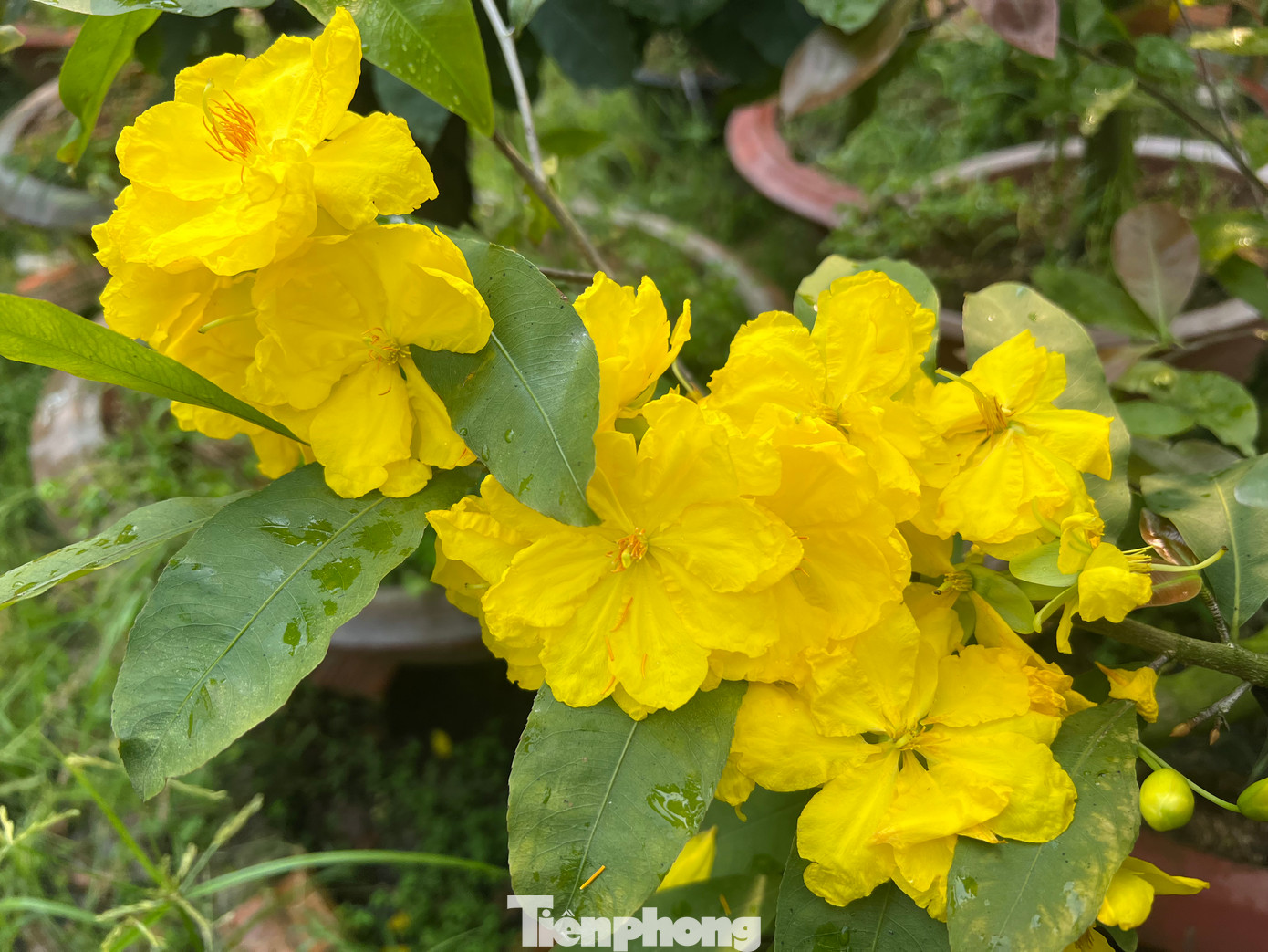 Giống mai siêu bông Bình Lợi thường được nhà vườn ghép với gốc mai tứ quý, nhờ có thân cây khỏe mạnh nên hoa mai có mặt to và nhiều cánh hơn. So với những loại mai vàng khác, hoa siêu bông Bình Lợi có thời gian lưu hoa trên cây lâu hơn, thường sẽ giữ được trên cây trong khoảng 6 ngày, hoa thường héo dần chứ rất khó rơi rụng.