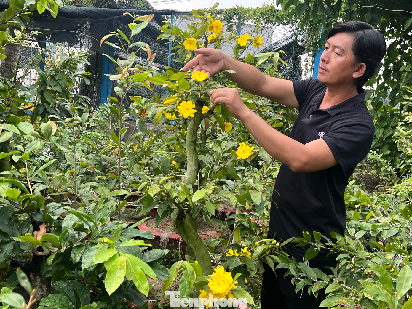 Một cây mai siêu bông có dáng long phụng được khách trả giá hơn 70 triệu đồng nhưng anh Tiện chưa đồng ý bán.