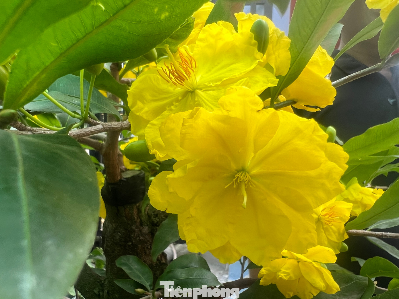 Theo tìm hiểu, nhiều nhà vườn ở xã Bình Lợi cũng bắt đầu tìm hiểu và nhân giống giống mai siêu bông này, tuy nhiên chưa đưa ra thị trường trong năm nay. Anh Tiện là một trong những chủ vườn hiếm hoi của xã tiên phong trong việc cấy ghép giống mai này, và cũng là người đưa sản phẩm này ra thị trường sớm nhất.