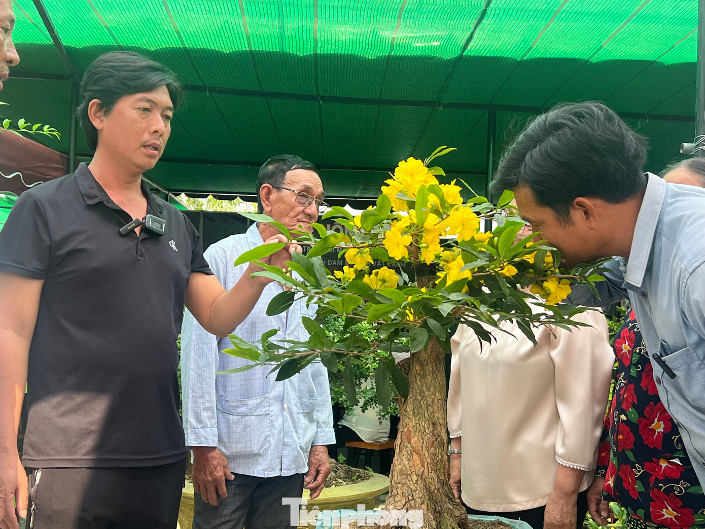 Đưa chậu mai siêu bông Bình Lợi dạng bonsai giới thiệu đến người dân, anh Hoàng Tiện (bìa trái) – chủ vườn mai Lộc Phát cho biết đây là lần đầu anh đưa giống mai siêu bông Bình Lợi này ra thị trường Tết. Để có được những cây mai vàng này, anh đã bắt đầu ươm trồng, cấy ghép hơn một năm qua.