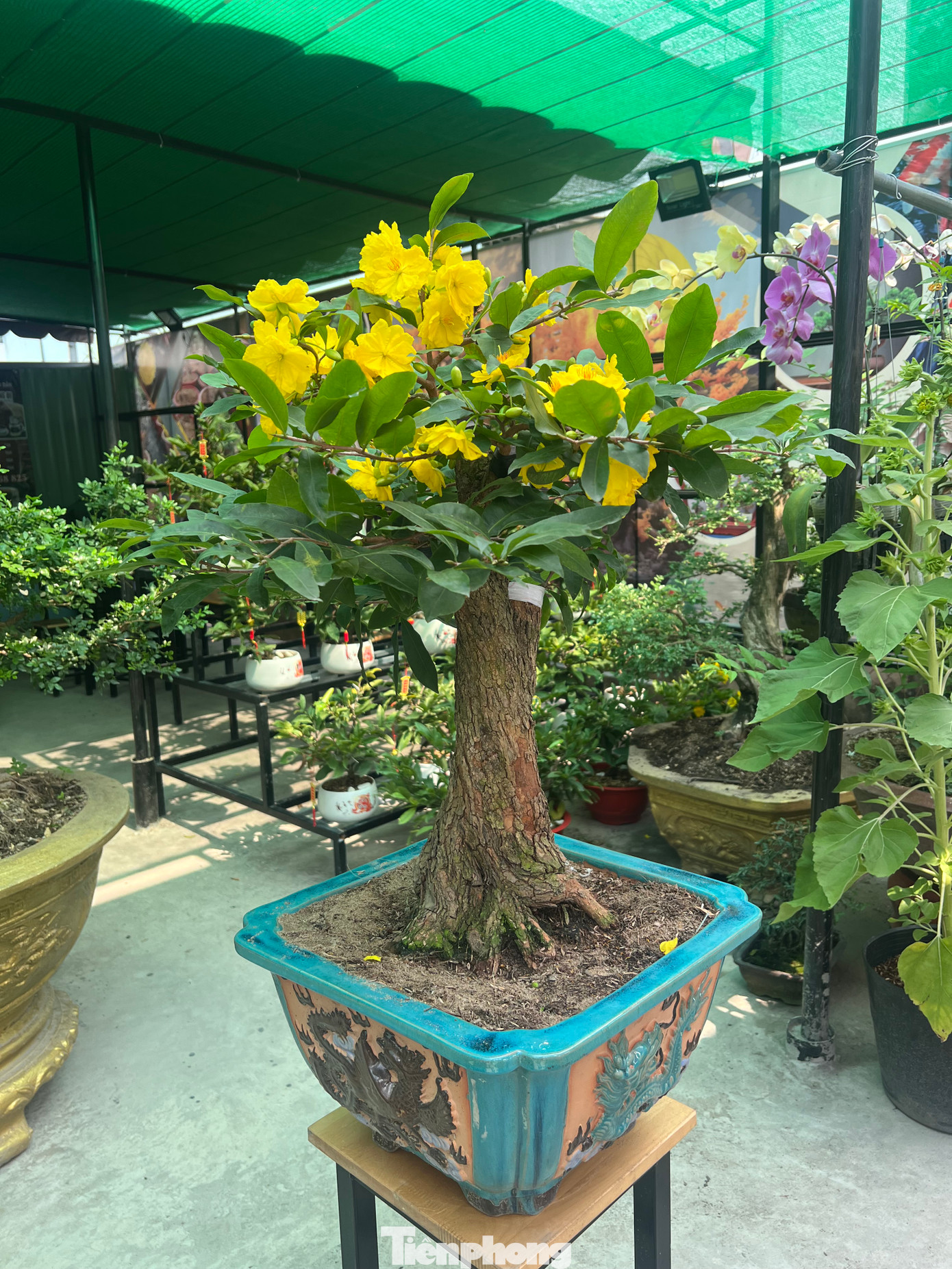 Cây mai siêu bông Bình Lợi được ghép với gốc mai tứ quý, tạo dáng bonsai này có giá 30 triệu đồng và đã có khách đặt mua. Sau đó, họ gửi nhà vườn chăm sóc, đến cận Tết mới "đón" về nhà.
