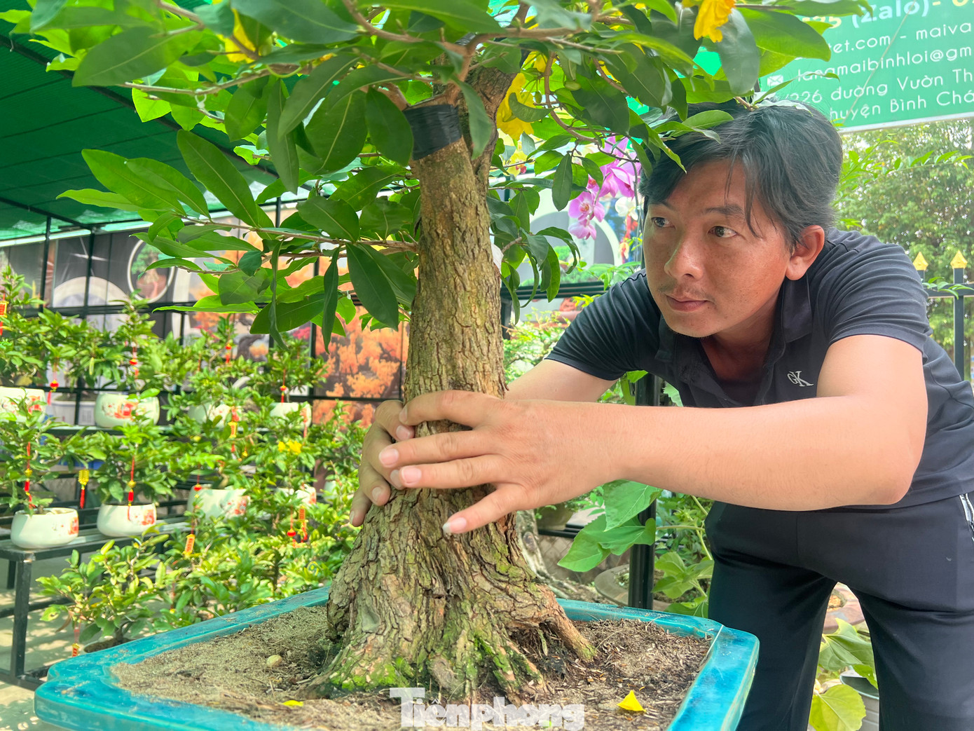 Giá cả mỗi cây mai siêu bông còn phụ thuộc vào hoành (chi vi vòng gốc cây), hoành càng to cây càng giá trị. Như gốc cây mai có giá 30 triệu đồng có hoành là 40 cm (khoảng 2 gang tay).