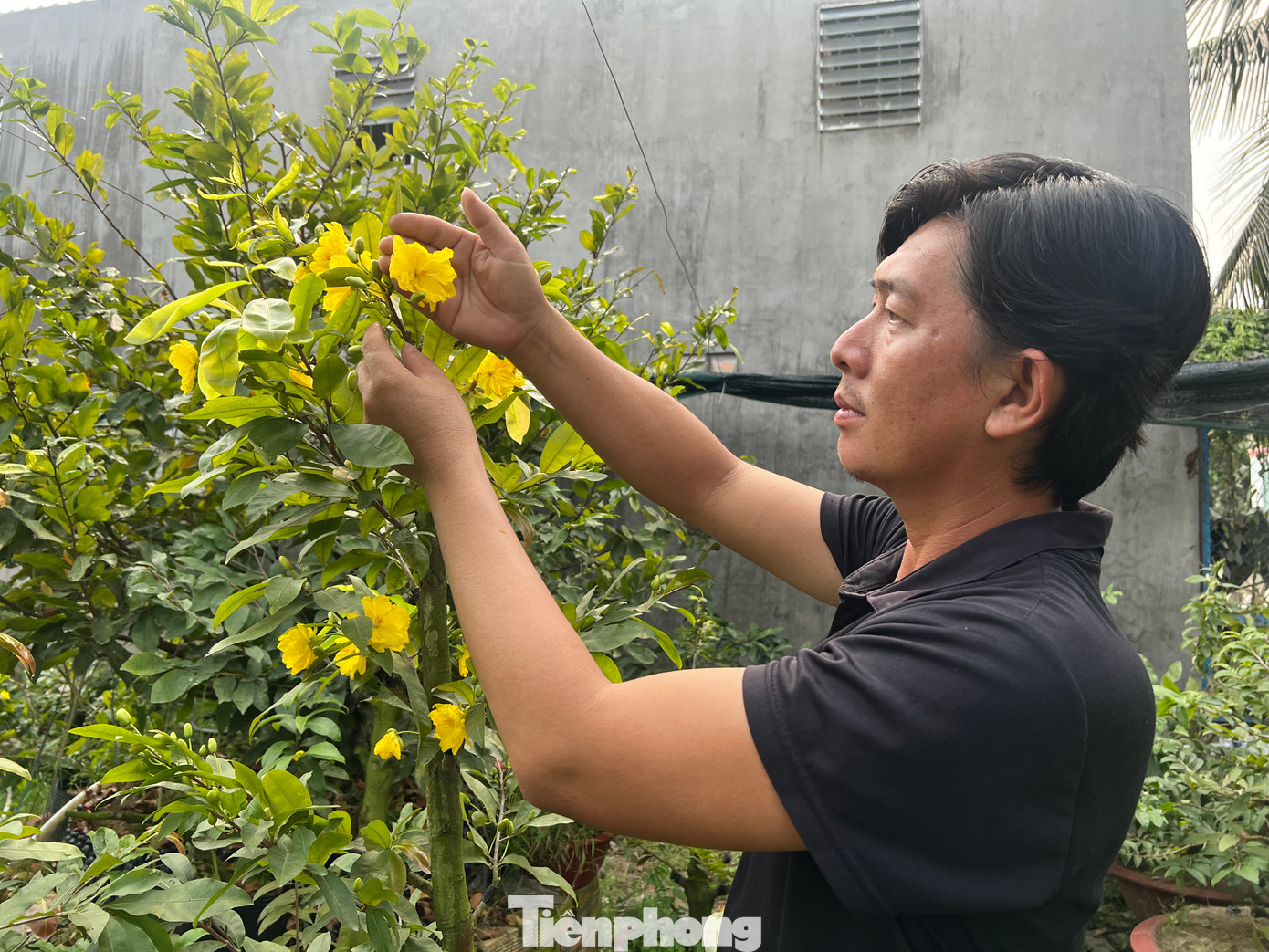 Anh Tiện vừa giới thiệu sản phẩm trên YouTube, nhiều khách hàng đã tìm đến hỏi mua và đặt hàng. “Tôi đã bán được 500 cây mai siêu bông này cho khách chơi kiểng ở khắp cả nước. Tết năm nay dự định đưa ra thị trường khoảng 200 cây mai siêu bông, với giá thấp nhất là 2 triệu đồng/cây. Gần đây, một số thương lái tìm đến mua cây nhưng nhà vườn đã không còn” – anh Tiện chia sẻ.