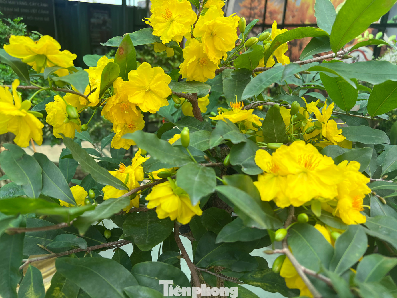 Theo anh Tiện, giống mai siêu bông Bình Lợi này có màu vàng đậm nổi bật. Đặc biệt, hoa mai khi nở đều thuộc dạng “siêu to khổng lồ”. Mỗi bông hoa to khoảng 7 cm, số cánh hoa từ từ 15-27 cánh. “Khi trổ hoa thường tạo thành chùm, thành cụm, mùi thơm thoang thoảng đặc trưng. Khi nở, cánh hoa to tròn thường cúp lại tạo một hình dáng đẹp mắt” – anh Tiện nói.