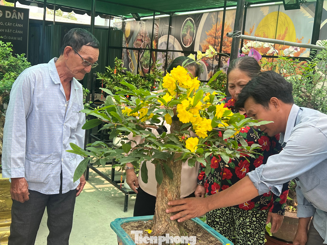 Những ngày gần đây, tại xã Bình Lợi (huyện Bình Chánh, TPHCM), nhiều khách ưa kiểng Tết độc lạ đã tìm đến tận nhà vườn để tận mắt chiêm ngưỡng giống mai siêu bông.