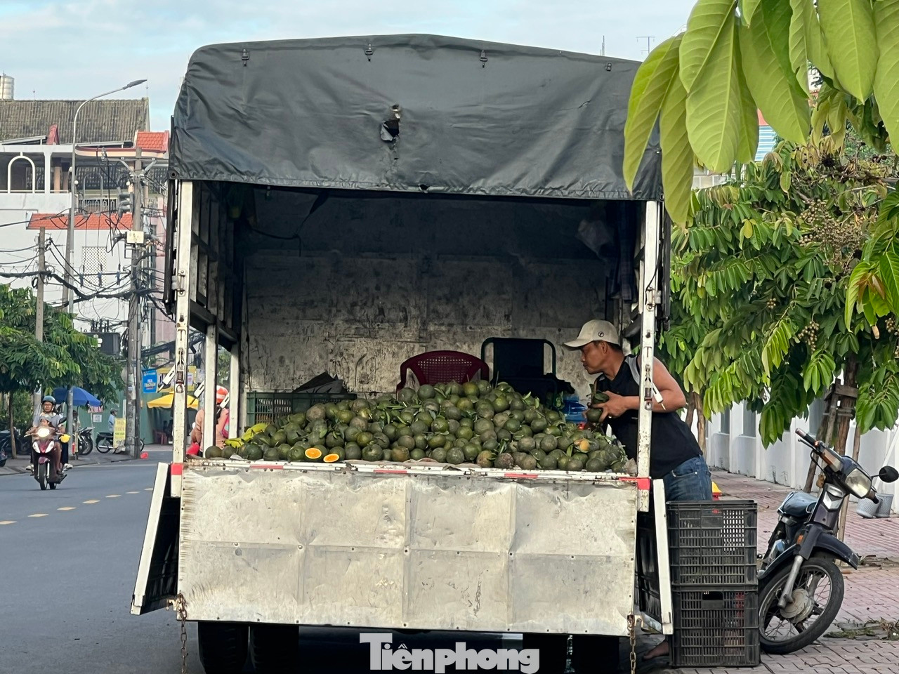 Trên đường 26, phường 11, quận 6, người bán dùng xe tải chở hẳn cam từ nhà vườn đến bán trực tiếp cho người dân ở TPHCM. Giá 20.000 đồng/3kg. "Tôi thường mua cam tự lựa từng trái dù giá cao hơn chút đỉnh chứ ít khi mua bịch 10kg người bán soạn sẵn. Cam vào bịch sẵn có hôm mua về thì nhiều trái hư, úng. Chưa kể hầu hết cam vào bịch sẵn đều là cam chín, để quá hai hôm thì không sử dụng được nữa" - anh Hưng (ngụ quận Bình Tân) nói. Trên đường 26, phường 11, quận 6, người bán dùng xe tải chở hẳn cam từ nhà vườn đến bán trực tiếp cho người dân ở TPHCM. Giá 20.000 đồng/3kg. "Tôi thường mua cam tự lựa từng trái dù giá cao hơn chút đỉnh chứ ít khi mua bịch 10kg người bán soạn sẵn. Cam vào bịch sẵn có hôm mua về thì nhiều trái hư, úng. Chưa kể hầu hết cam vào bịch sẵn đều là cam chín, để quá hai hôm thì không sử dụng được nữa" - anh Hưng (ngụ quận Bình Tân) nói.