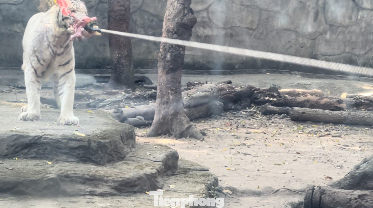 Khi chú hổ bắt đầu ngậm thức ăn được cột chặt vào dây, thì phía bên ngoài, du khách ra sức kéo.