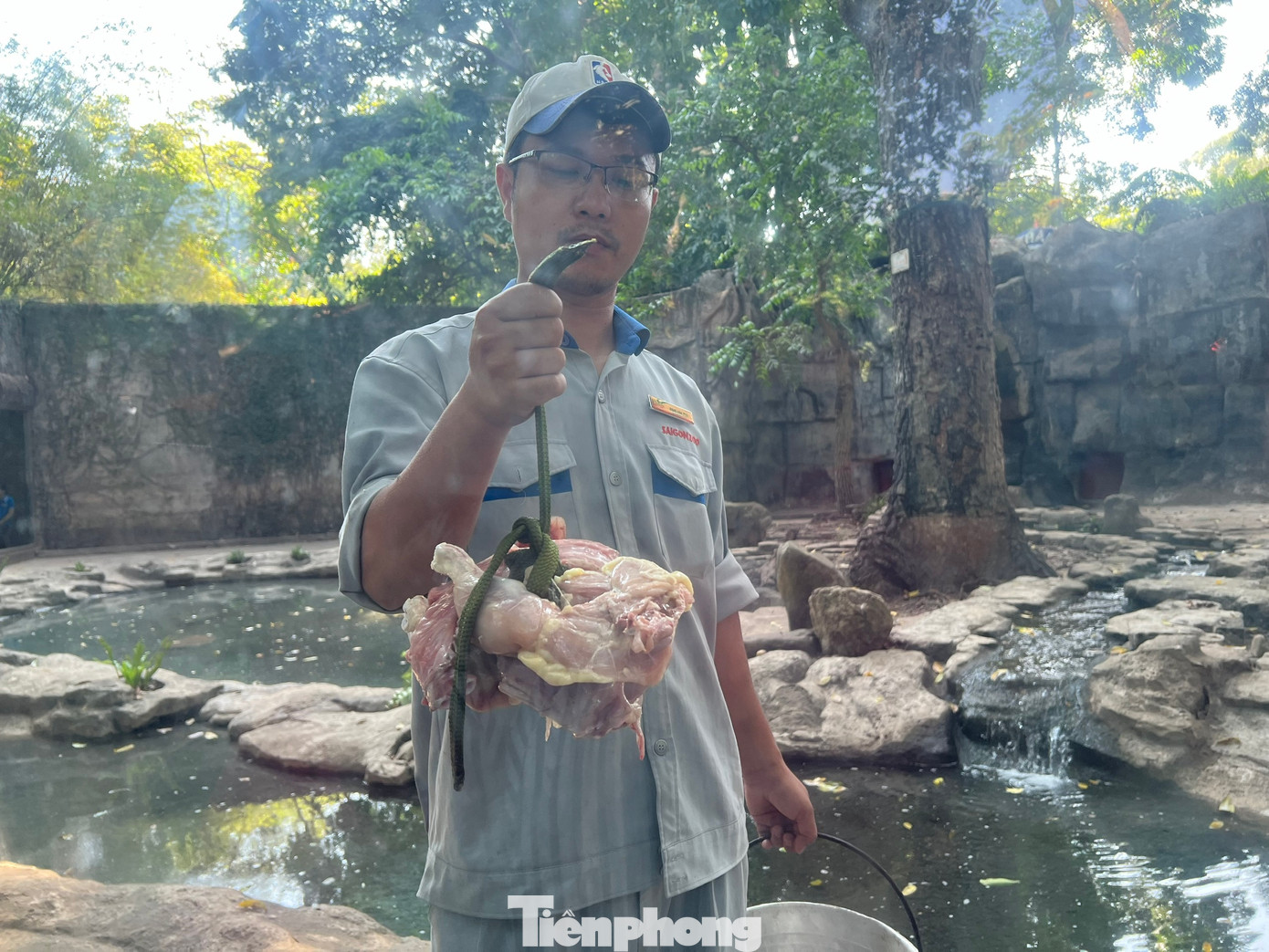 Khẩu phần ăn hôm nay của hổ trắng là 5kg thịt gà. Thịt được cột chặt vào sợi dây, sau đó luồn một đầu dây ra bên ngoài để du khách kéo.