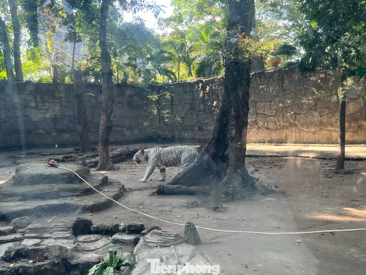 Chú hổ trắng là hổ đực, năm nay 9 tuổi. Khi thấy thức ăn, chú hổ đi vài vòng quan sát xung quanh trước khi đánh chén.