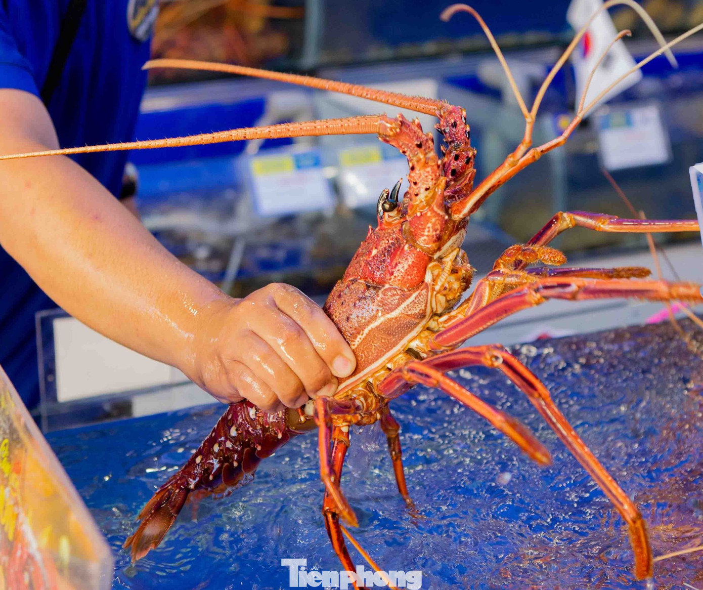 Đại diện một hệ thống hải sản cho biết, nhiều mặt hàng nhập khẩu như cua hoàng đế Na Uy, tôm hùm Úc, bào ngư Hàn Quốc… được nhiều khách hàng ưa chuộng chọn làm quà biếu Tết và tổ chức tiệc tất niên cuối năm. Ngoài ra, các loại hải sản nội địa được khách hàng yêu thích như ghẹ xanh loại 1, cua Cà Mau không dây, tôm tít size siêu khủng (từ 4 con/kg) cũng đắt hàng. Giá cả có tăng nhẹ nhưng không đáng kể.