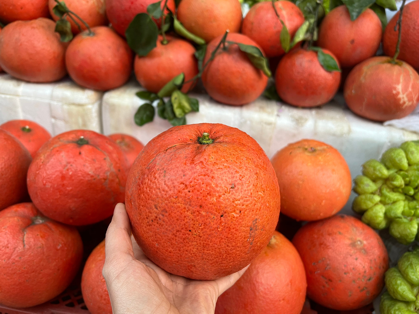 Bưởi đỏ "tiến vua" giá 100.000 đồng/trái Bưởi đỏ "tiến vua" giá 100.000 đồng/trái