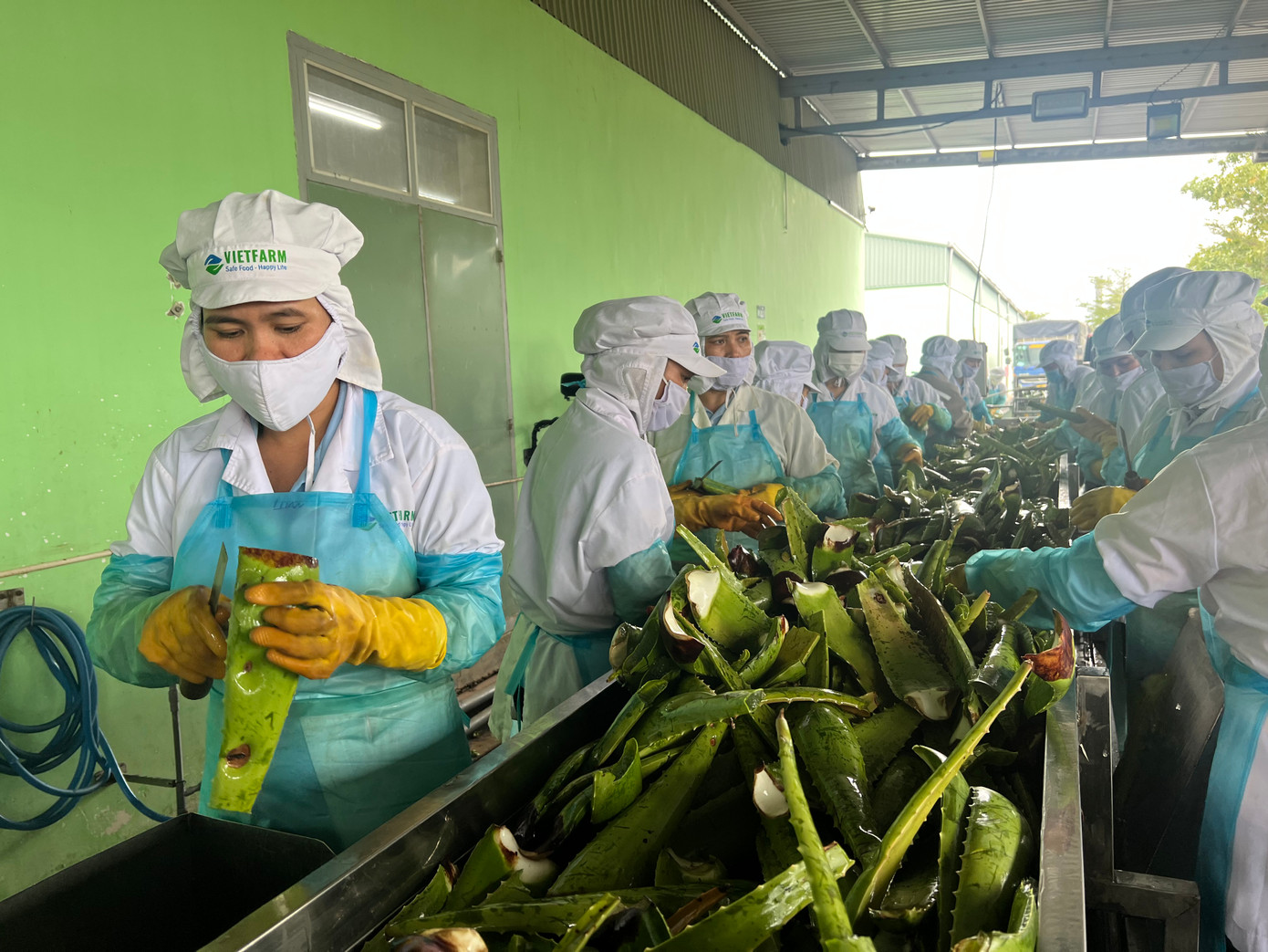 Công ty G.C Food chuyên xuất khẩu nha đam thu tiền tỷ trong năm 2023.