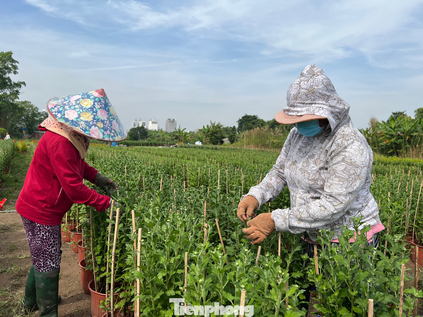 Làng hoa Thới An (quận 12) tất bật chăm hoa Tết nhưng vẫn lo sức mua thấp