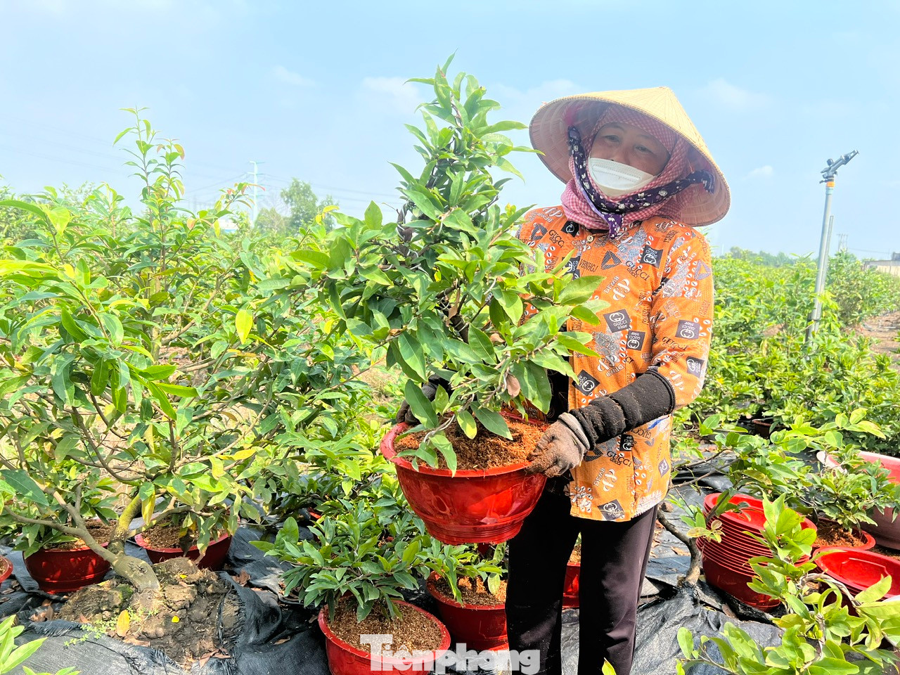 Nông dân làng mai Bình Lợi (huyện Bình Chánh) chủ động giảm giá mai sớm để bán Tết