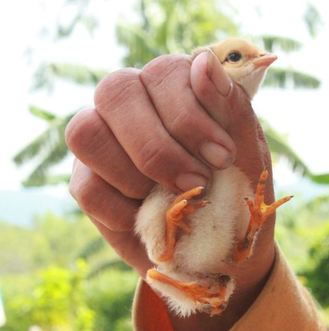 Chú gà con nhà chị Tuyết có 4 chân kỳ lạ