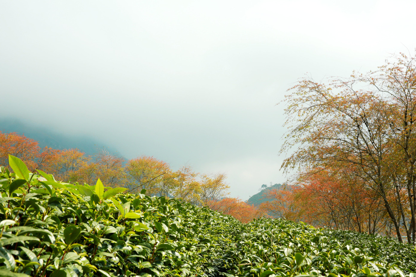 Điểm khác biệt và ấn tượng nhất của đồi chè Ô Long đó là hàng dài những cây hoa anh đào được trồng men theo lối đi quanh đồi chè tạo nên bức tranh thiên nhiên đầy màu sắc vào mỗi dịp bung nở.
