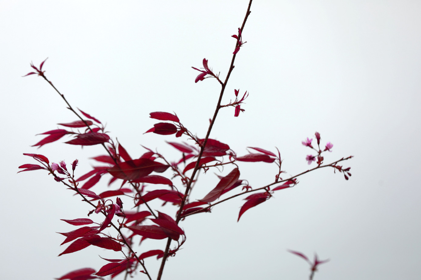 Những bông hoa anh đào đua nhau bung nở khoe sắc đan xen trên những rải đồi chè xanh non mơn mởn.