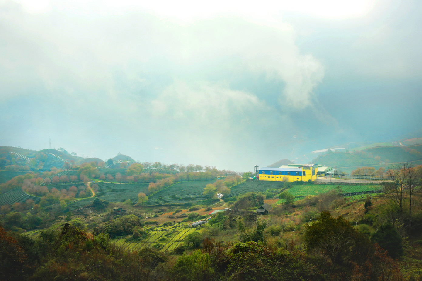Không chỉ được chiêm ngưỡng vẻ đẹp của thiên nhiên, đến đây bạn còn có thể ghé thăm nhà máy chế biến chè, tham quan tìm hiểu quy trình chế biến chè trong nhà máy