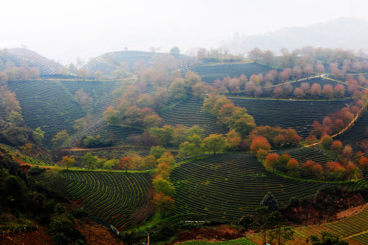 Từ đèo Ô Quy Hồ du khách thấy cả đồi chè giống hình bát úp xếp chồng lên nhau, một màu xanh ngắt xen kẽ sắc hồng, vàng tươi tắn của những bông Hoa Anh Đào tạo nên một bức tranh trông thật bắt mắt.