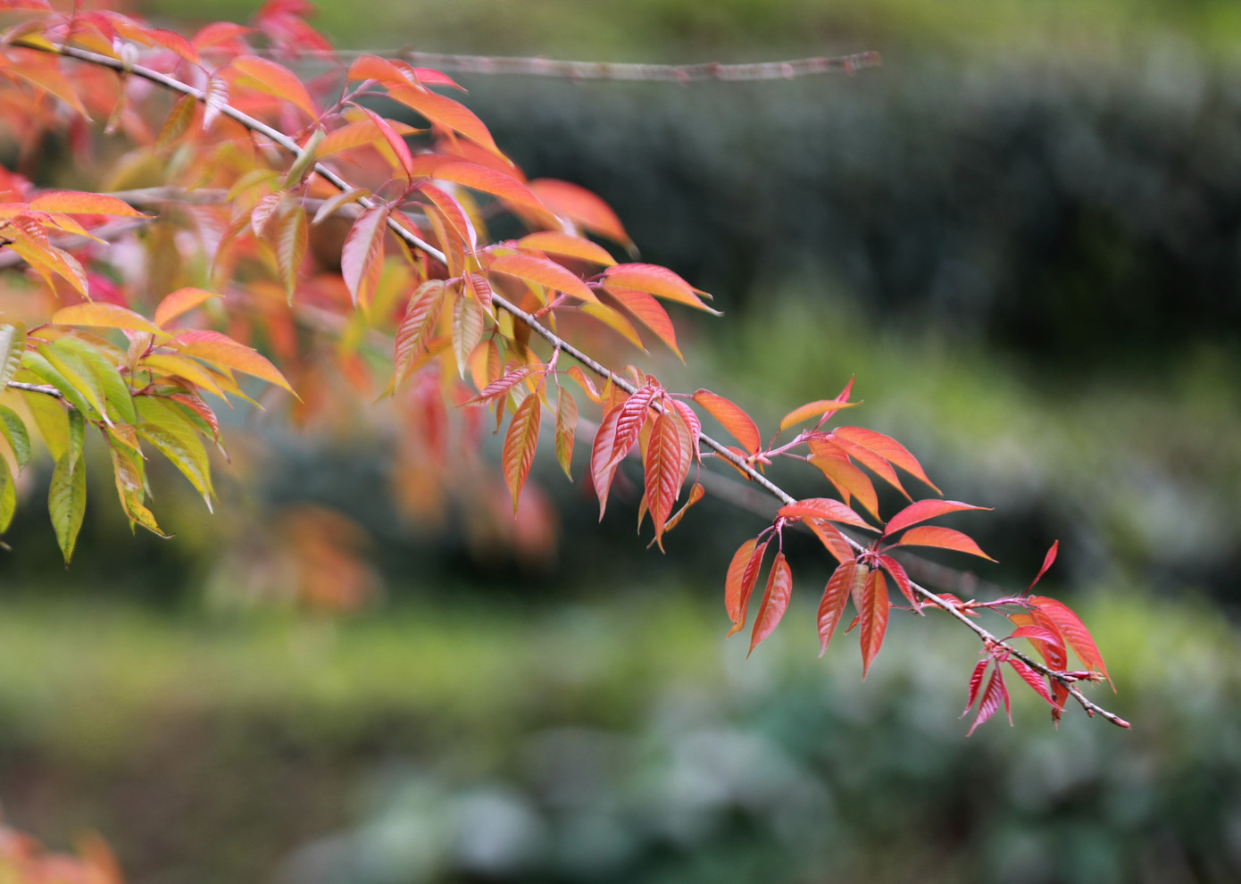 Nổi bật giữa đồi chè ngút ngàn là cây mận rừng đỏ tía lá non, tựa ngọn đuốc đang âm ỉ sưởi ấm.