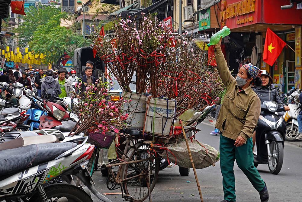 Hoa đào 'xuống phố' nhắc nhở mọi người ngày tết đang đến gần