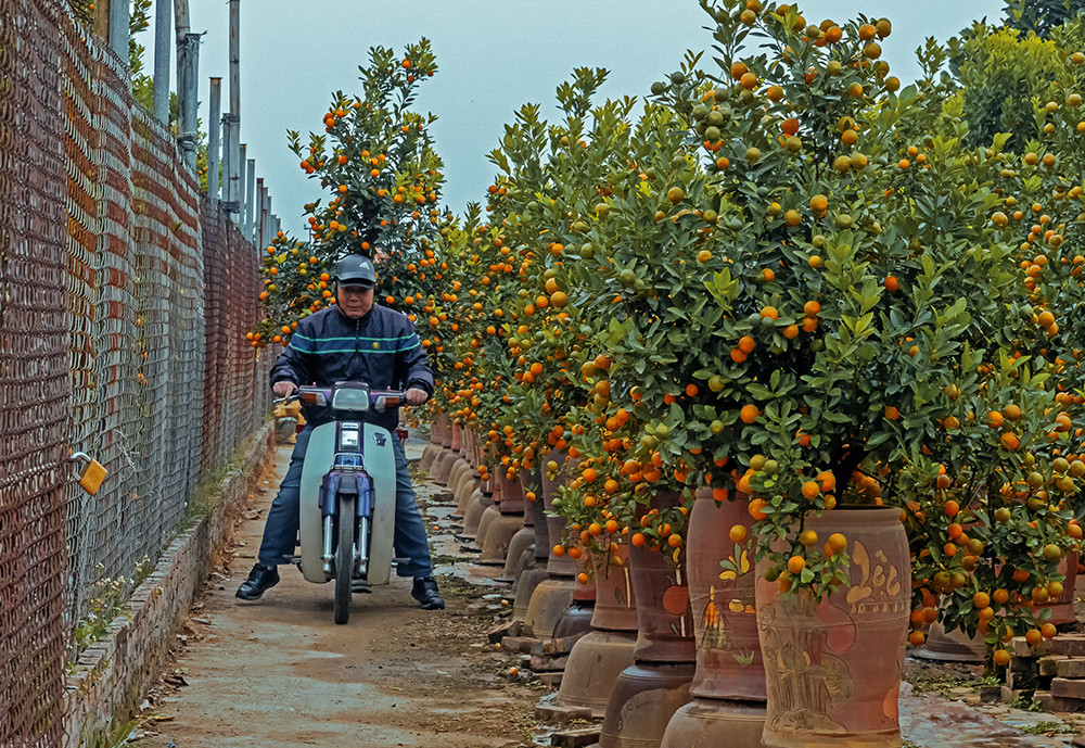 Nhiều cây quất đẹp đã được khách chọn mua, mang về nhà chơi Tết sớm