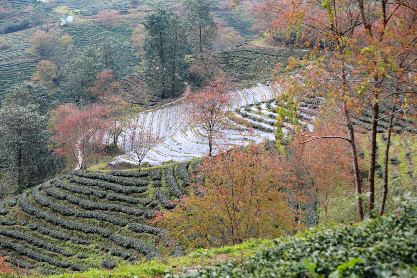 Đến đồi chè Ô Long du khách được tận hưởng bầu không khí trong lành cùng một chút sương sớm bồng bềnh lưng chừng những sườn đồi.