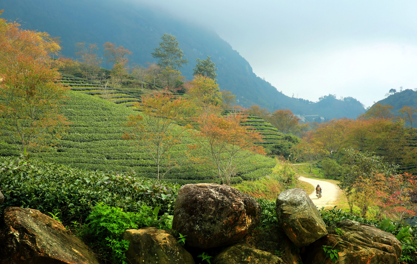Đồi chè Ô Long cách trung tâm thị trấn Sa Pa khoảng 7 km, nơi đây có độ cao khoảng 1.800 m so với mực nước biển.