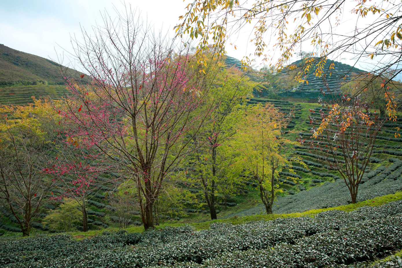 Những bông hoa anh đào cũng rực hồng khoe sắc, sẵn sàng chào đón một mùa xuân mới.