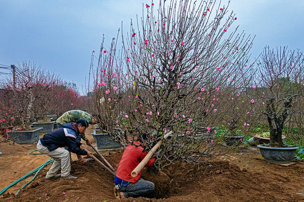 Những gốc đào lớn, giá cao bắt đầu được đánh chuyển vào chậu để vận chuyển ra chợ