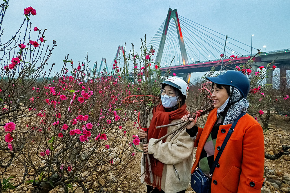 Vườn đào Nhật Tân không chỉ đón khách mua hoa mà còn trở thành điểm check-in của các du khách