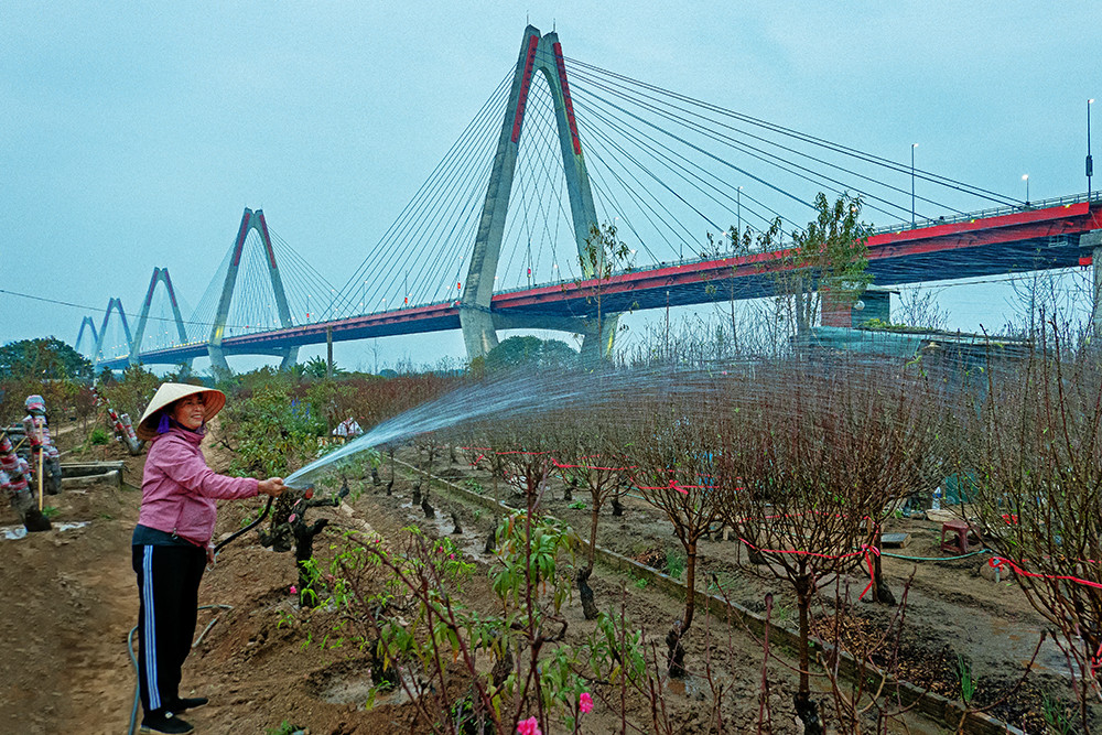 Người trồng đào Nhật Tân tất bật cho những công đoạn cuối cùng như tuốt lá, xới đất, tưới nước... để hoa đào nở đẹp nhất đúng ngày Tết