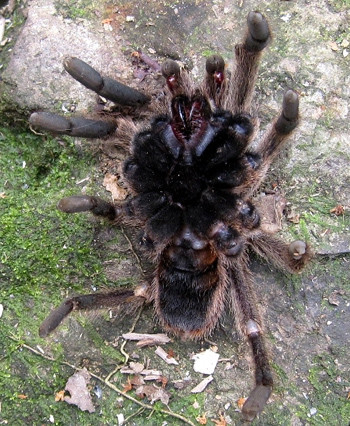 Phần bụng của con nhện. Ảnh: Lê Bá Hạnh (VnExpress)