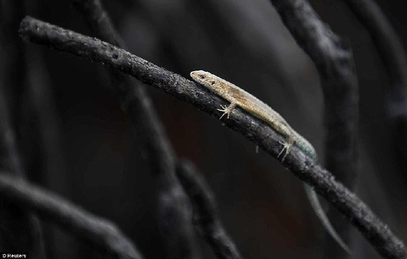 Một con thằn lằn bám trên cành cây bị lửa thiêu rụi