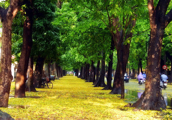 Đường Phan Đình Phùng trải vàng mùa lá sấu rụng